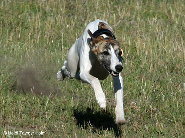 Bianca på Lure Coursing träning