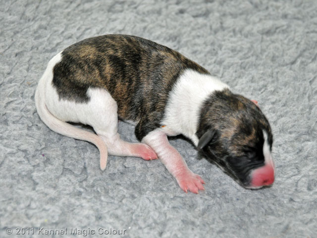 Hane 2 (330 gram färg: svartbrindle och vit)