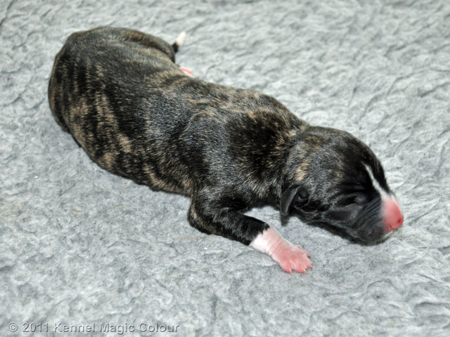 Hane 3 (380 gram färg: svartbrindle)