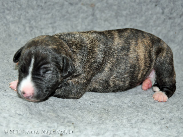 Male 3