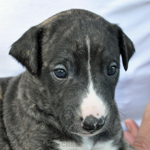 Male 3