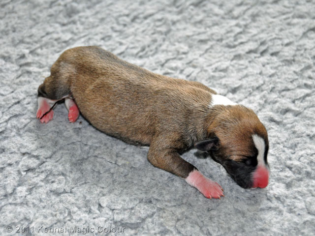 Tik 2 (280 gram färg: Fawn med vit bläs)