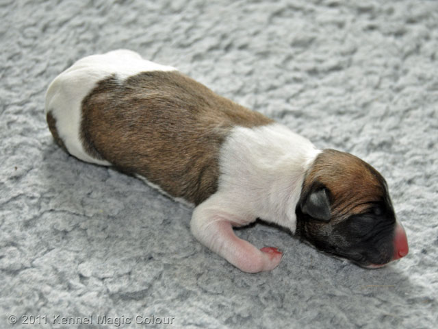 Tik 3 (340 gram färg: Fawn och vit)