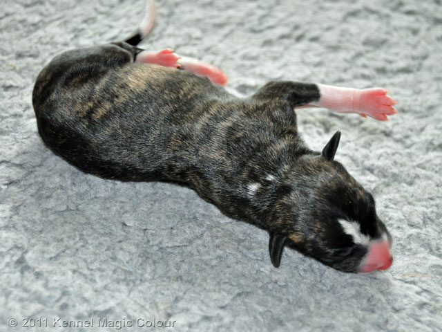 Tik 4 (330 gram färg: svartbrindle)