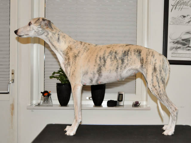 Chili vecka 5