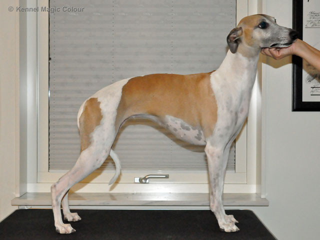 Vecka 2