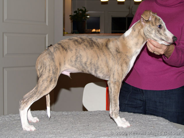 Sigge (Magic Colour Midnight Shadow)