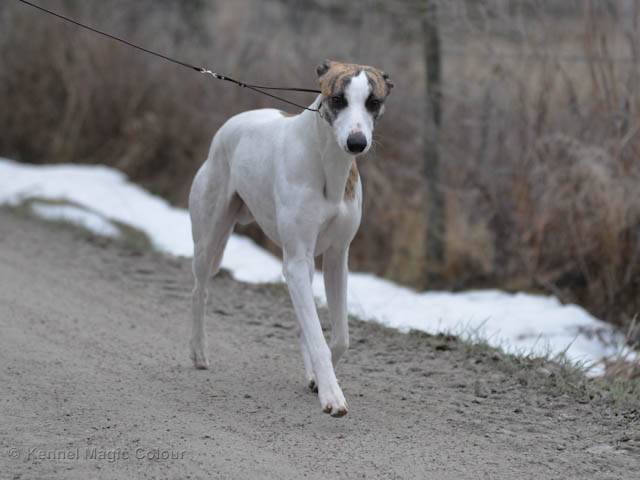 Otto