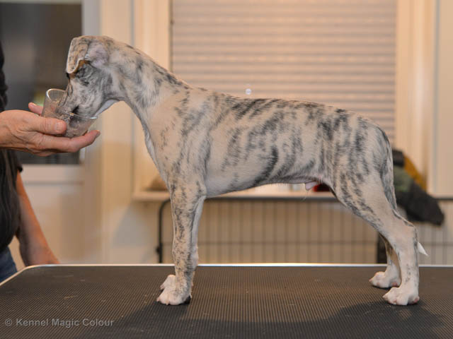Hugo - Magic Colour Sea Star Moody Blues