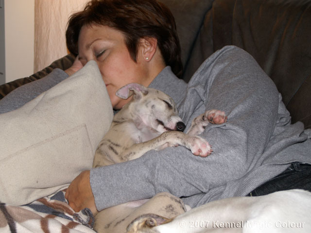 En typisk whippet?